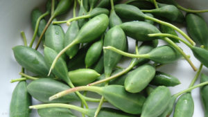 cucunci
