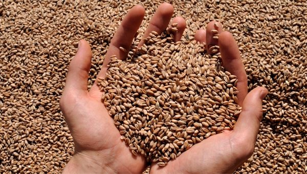 grano saraceno