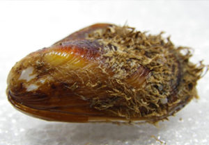 cozza pelosa