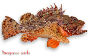 scorfano rosso