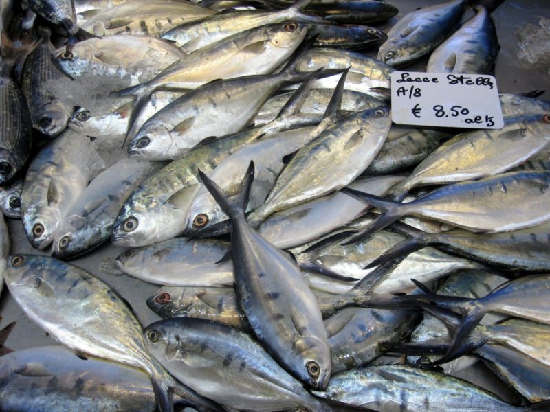 leccia stella