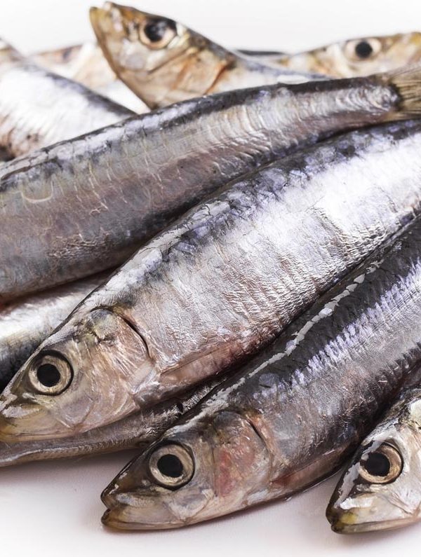 pesce azzurro