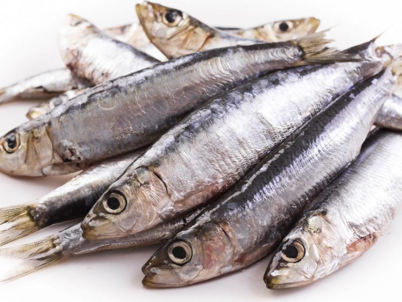 pesce azzurro
