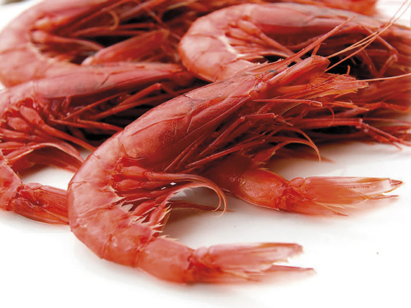 gambero_rosso_di_mazara