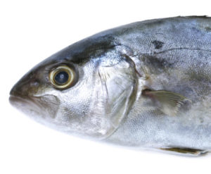 ricciola seriola