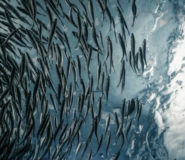 prodotti ittici da pesca sostenibile MSC