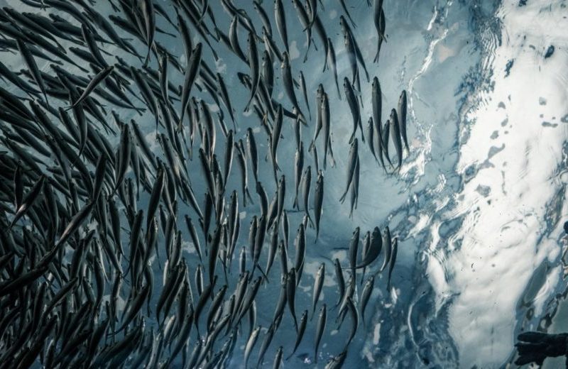 prodotti ittici da pesca sostenibile MSC